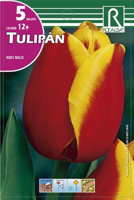 Bulbos Tulipanes Variedad Kees Nelis -rojo y Amarillo